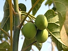 https://subitex.empa.ch/documents/56164/292023/a592-2008-10-28-jatropha-b1s.jpg/641d45db-1a23-4196-a153-429941e2419b?t=1448299113000